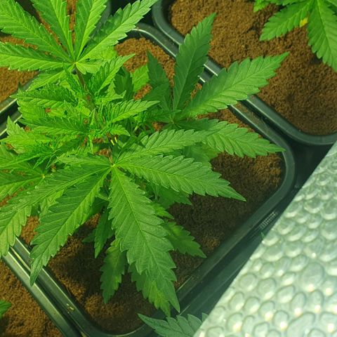 White Widow growlog timeline photo