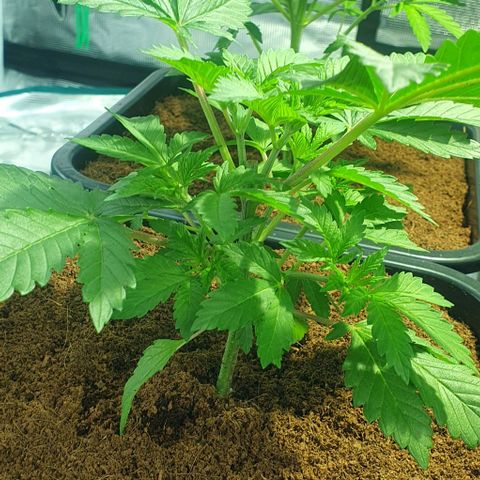 White Widow growlog timeline photo