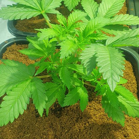 White Widow growlog timeline photo