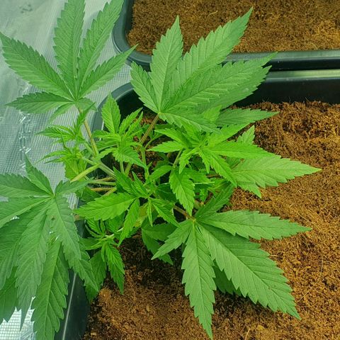 White Widow growlog timeline photo