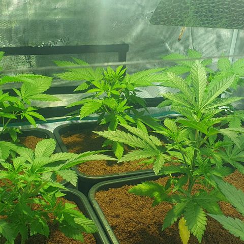 White Widow growlog timeline photo