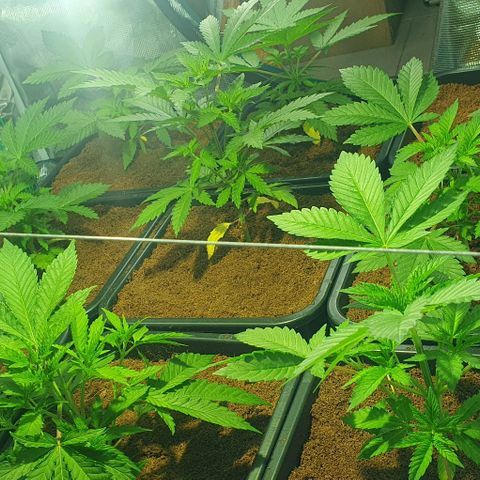 White Widow growlog timeline photo