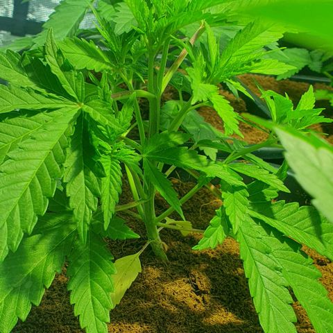 White Widow growlog timeline photo