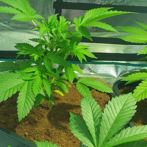 White Widow growlog timeline photo