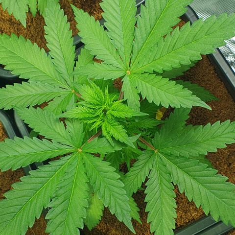 White Widow growlog timeline photo