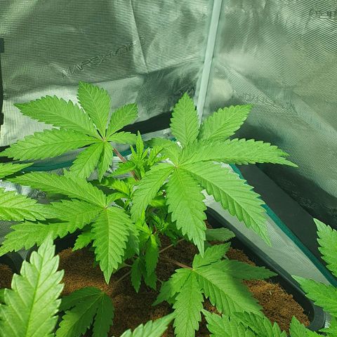 White Widow growlog timeline photo