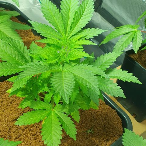 White Widow growlog timeline photo