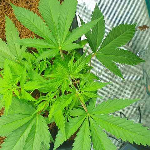 White Widow growlog timeline photo
