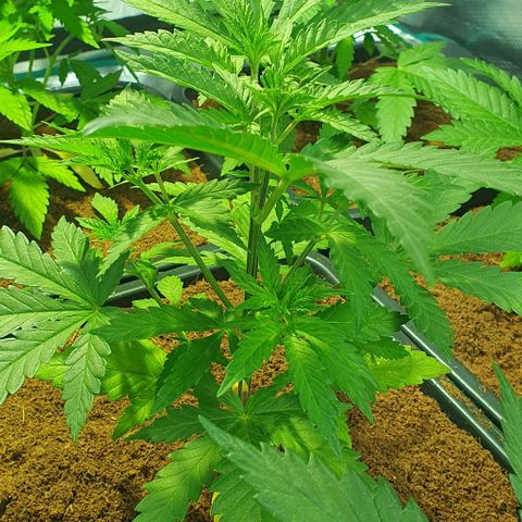 White Widow growlog timeline photo