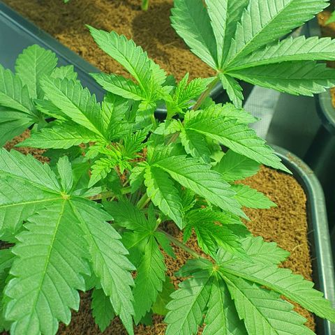 White Widow growlog timeline photo