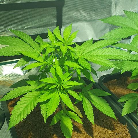 White Widow growlog timeline photo