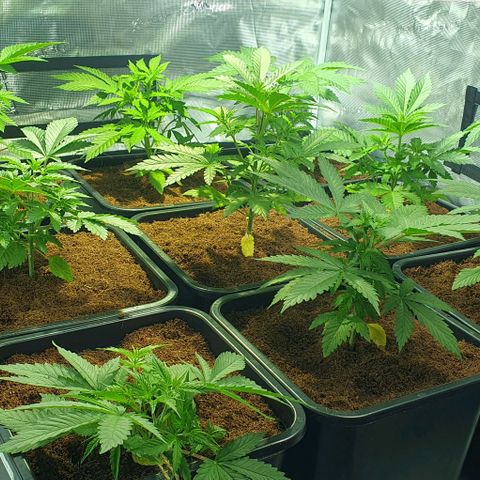 White Widow growlog timeline photo