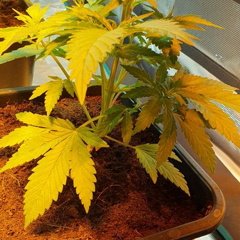White Widow growlog timeline photo