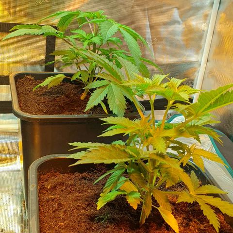 White Widow growlog timeline photo