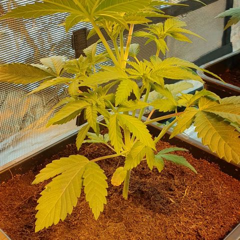White Widow growlog timeline photo