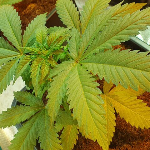 White Widow growlog timeline photo