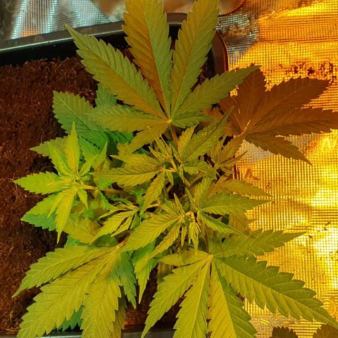 White Widow growlog timeline photo