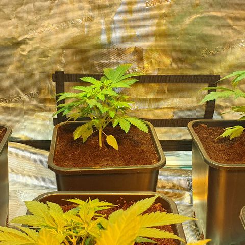 White Widow growlog timeline photo