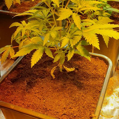 White Widow growlog timeline photo