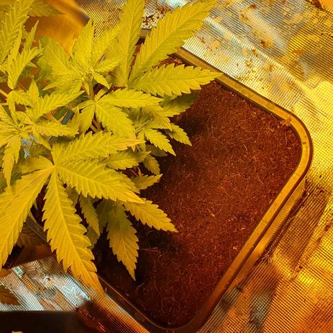 White Widow growlog timeline photo
