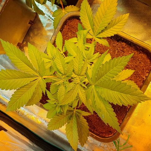 White Widow growlog timeline photo