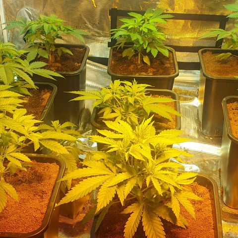 White Widow growlog timeline photo