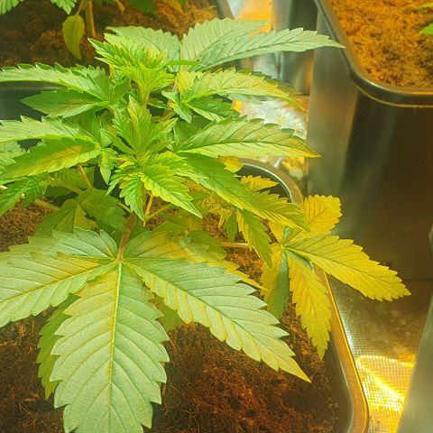 White Widow growlog timeline photo