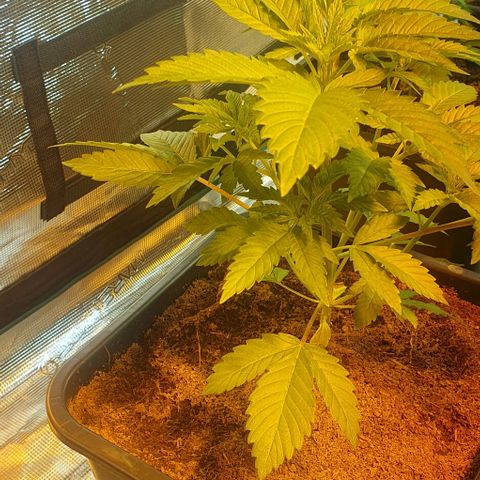 White Widow growlog timeline photo