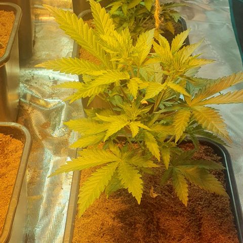 White Widow growlog timeline photo