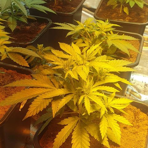 White Widow growlog timeline photo