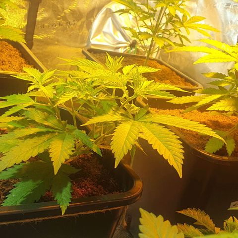 White Widow growlog timeline photo