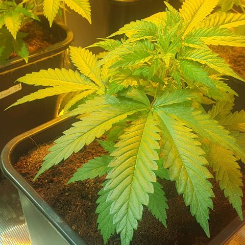 White Widow growlog timeline photo