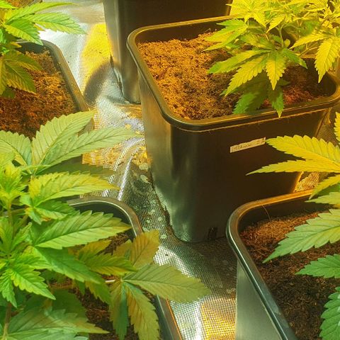 White Widow growlog timeline photo