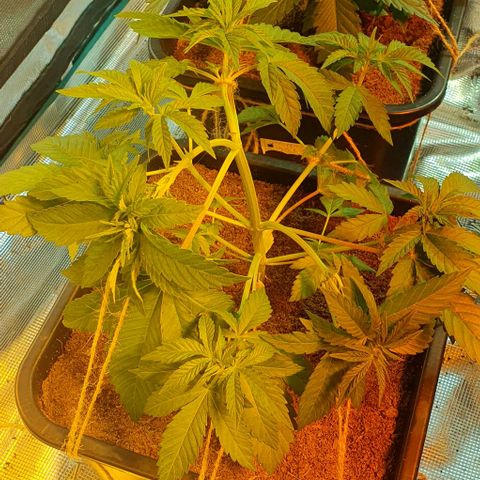 White Widow growlog timeline photo