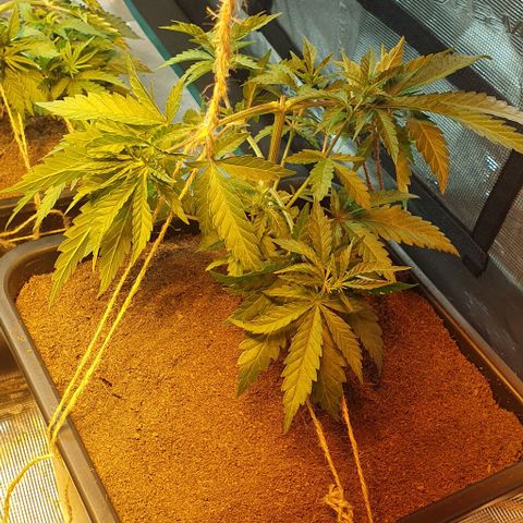 White Widow growlog timeline photo