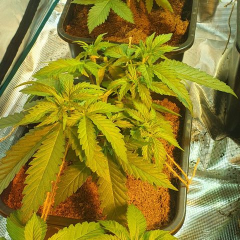 White Widow growlog timeline photo