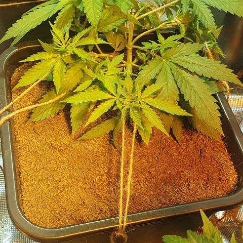 White Widow growlog timeline photo