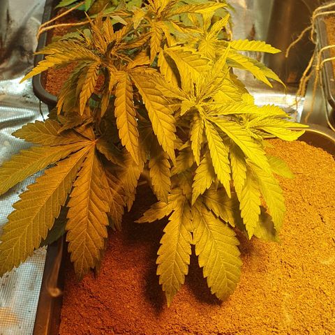 White Widow growlog timeline photo