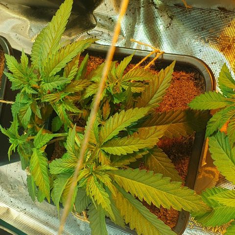 White Widow growlog timeline photo