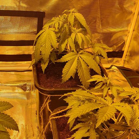 White Widow growlog timeline photo