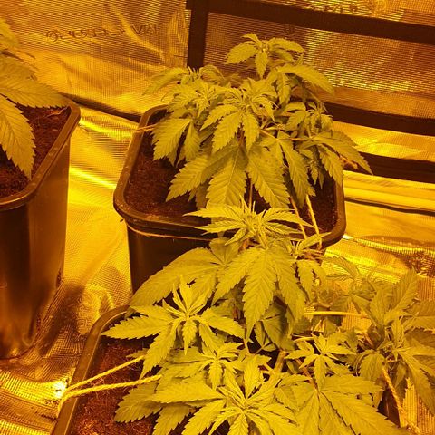 White Widow growlog timeline photo