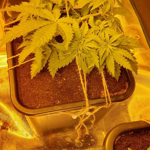 White Widow growlog timeline photo