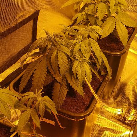 White Widow growlog timeline photo