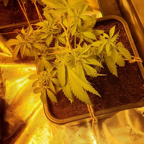 White Widow growlog timeline photo