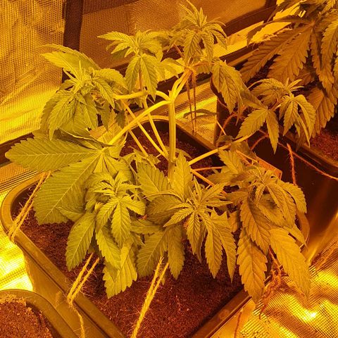 White Widow growlog timeline photo