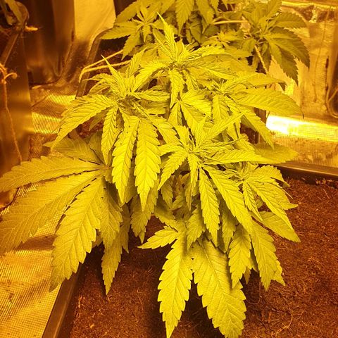 White Widow growlog timeline photo