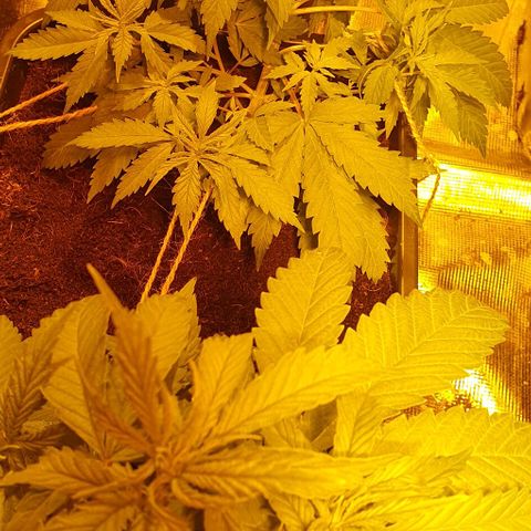White Widow growlog timeline photo
