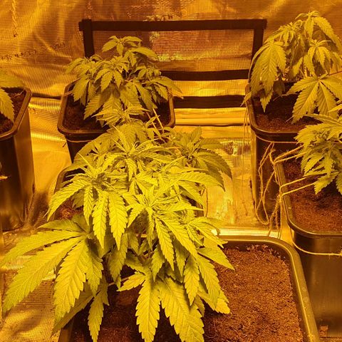 White Widow growlog timeline photo