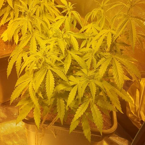 White Widow growlog timeline photo