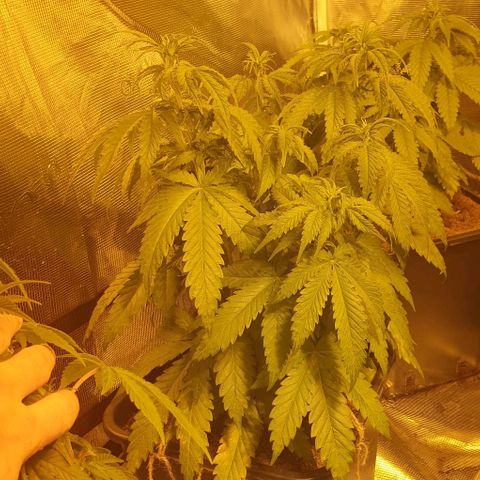 White Widow growlog timeline photo